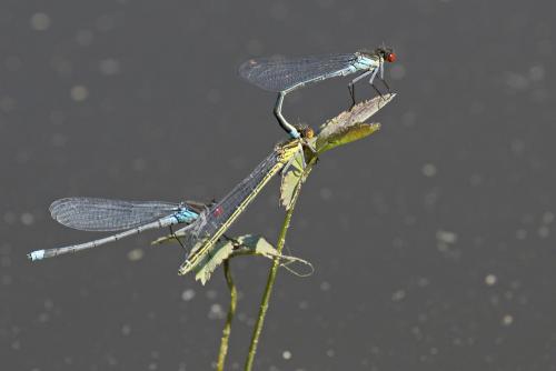 Erythromma najas