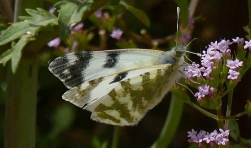 Euchloe belemia