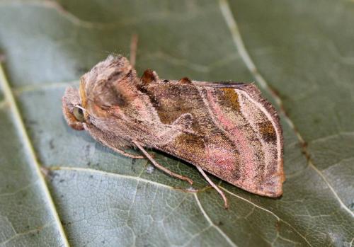Euchalcia variabilis