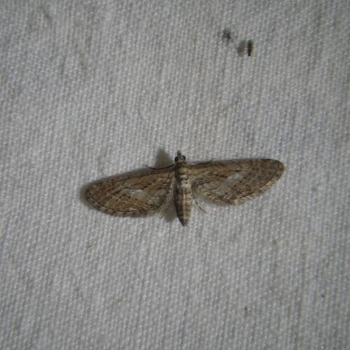 Réf. 167 413 : Eupithecia scopariata