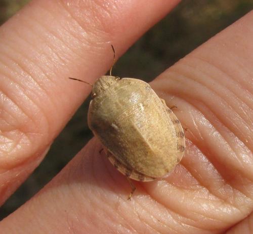 Réf. 167 059 : Eurygaster integriceps