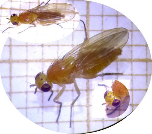 Réf. 167 602 : Aulogastromyia anisodactyla