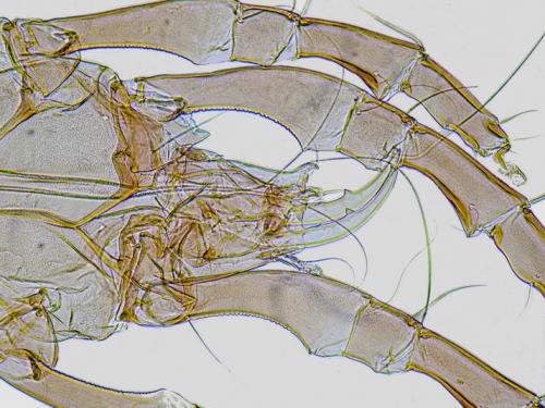 Falculifer sp.