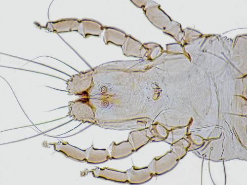 Falculifer sp.