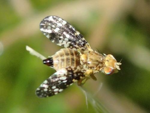 Réf. 167 889 : Oxyna flavipennis