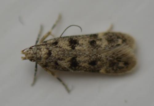 Réf. 167 259 : Bryotropha domestica