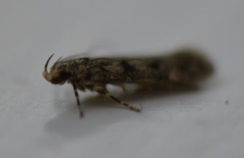 Réf. 167 261 : Bryotropha domestica