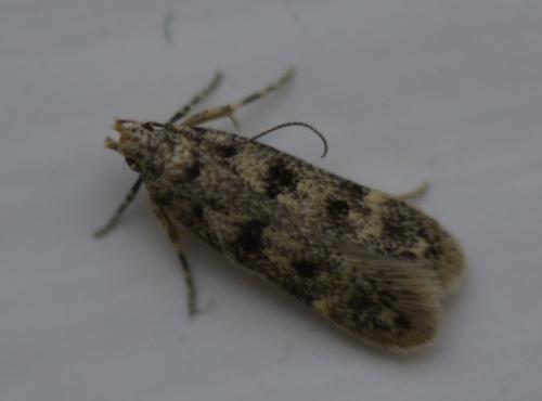 Réf. 167 260 : Bryotropha domestica