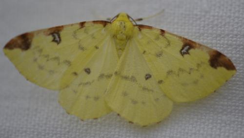 Réf. 167 985 : Opisthograptis luteolata