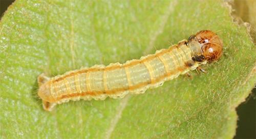 Hydria undulata