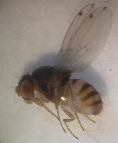 Réf. 167 307 : Gitona distigma