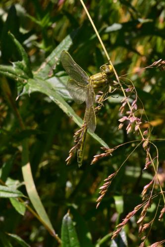 Gomphus pulchellus