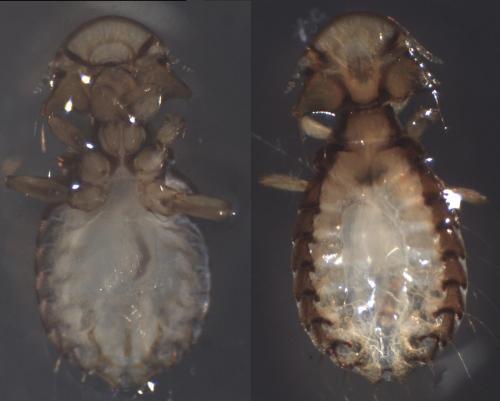 Campanulotes bidentatus