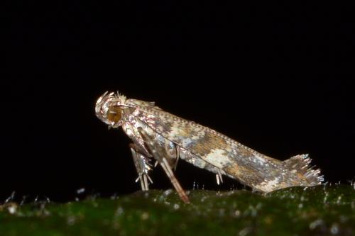 Réf. 167 682 : Gracillaria syringella
