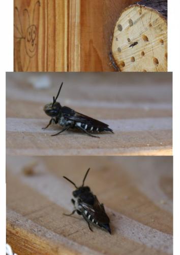 Coelioxys sp.