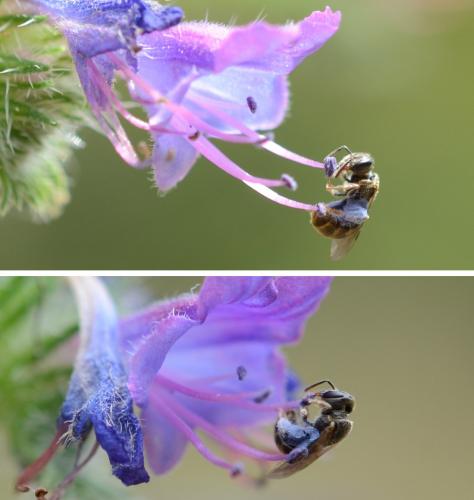 Lasioglossum sp.
