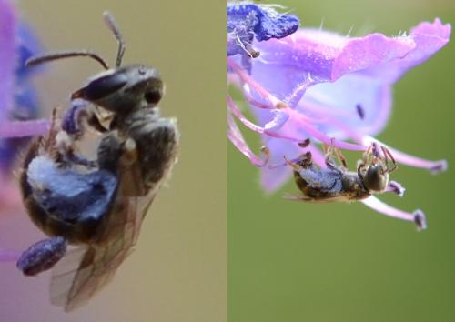 Réf. 167 735 : Lasioglossum sp.