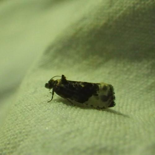 Hedya nubiferana