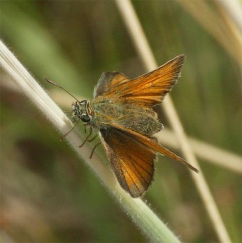 Réf. 167 803 : Thymelicus sylvestris
