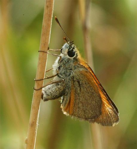 Réf. 167 847 : Thymelicus sylvestris