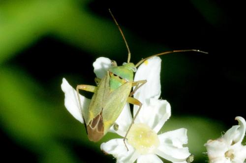 Closterotomus norwegicus