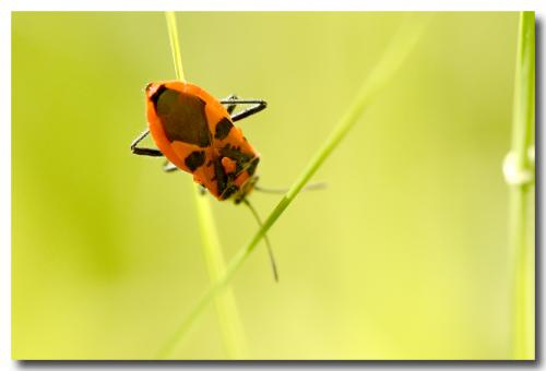 Corizus hyoscyami hyoscyami