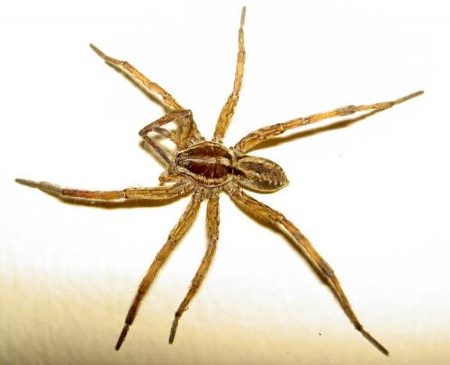 Hogna radiata