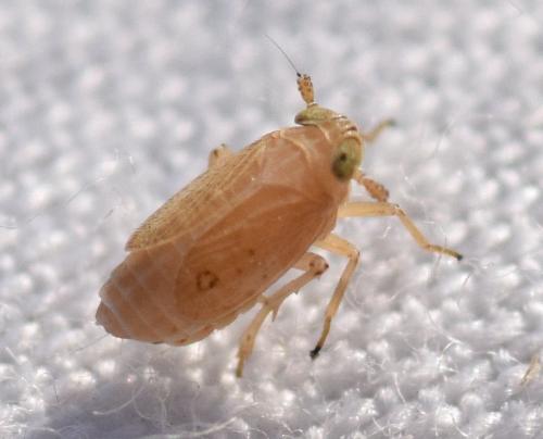 Laodelphax striatellus