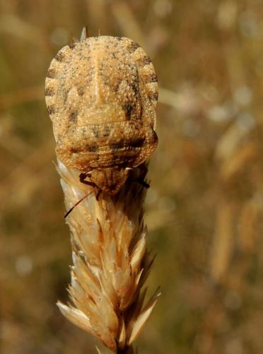 Eurygaster hottentotta