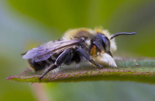 Réf. 167 580 : Megachile willughbiella