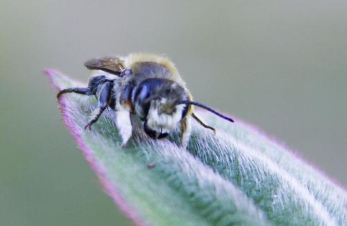 Réf. 167 581 : Megachile willughbiella