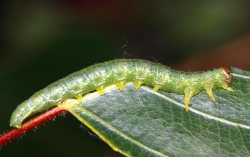 Réf. 167 024 : Euura caeruleocarpa