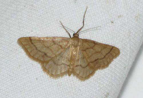 Idaea manicaria