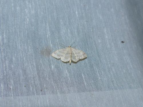 Réf. 167 196 : Idaea biselata