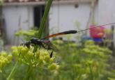 Gasteruption sp.