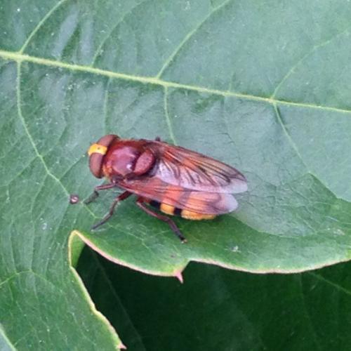 Réf. 167 160 : Volucella zonaria