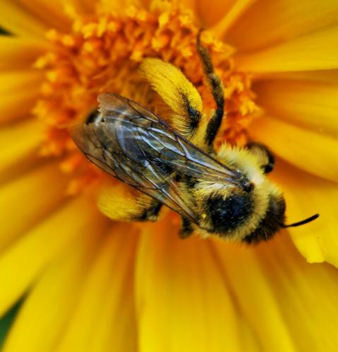 Dasypoda sp.