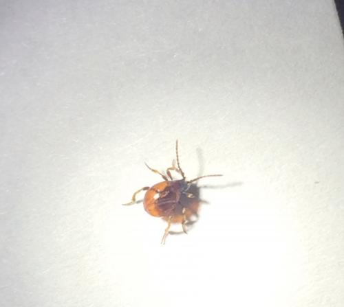 Gibbium sp.