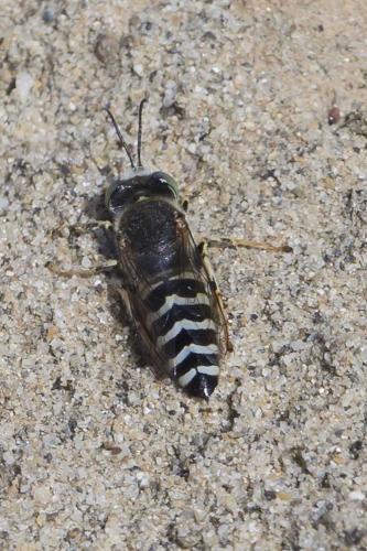 Réf. 167 127 : Bembix oculata