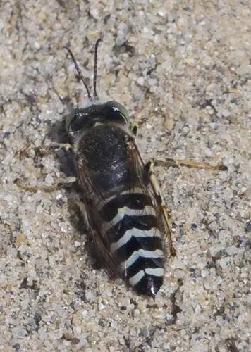 Réf. 167 126 : Bembix oculata