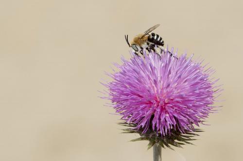 Réf. 167 297 : Amegilla quadrifasciata