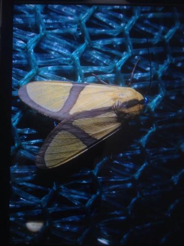Réf. 167 610 : Ormetica ameoides