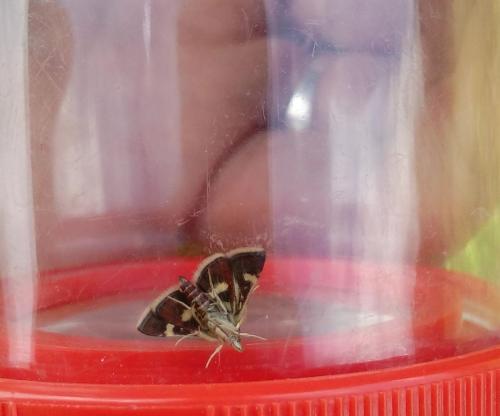 Réf. 167 353 : Pyrausta obfuscata
