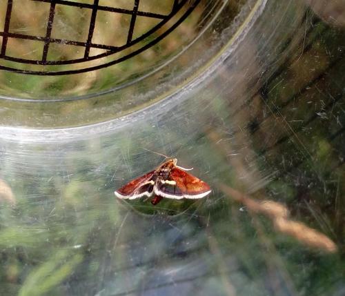 Réf. 167 354 : Pyrausta obfuscata