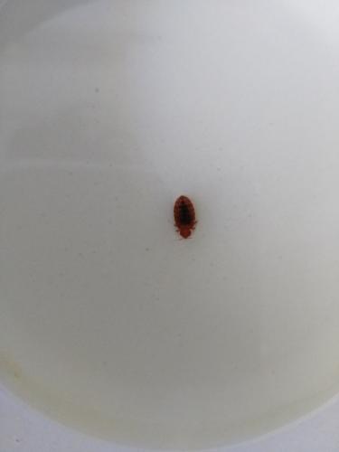 Cimex lectularius