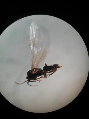Lasius sp.