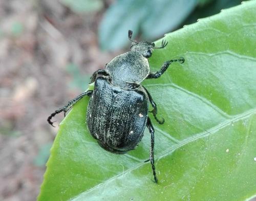 Gnorimus variabilis
