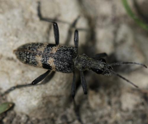 Réf. 167 593 : Rhagium mordax