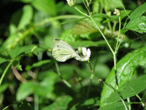 Pieris napi