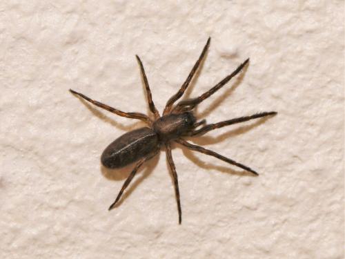 Segestria florentina